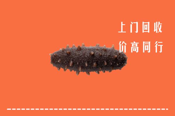 绥化海伦市回收海参